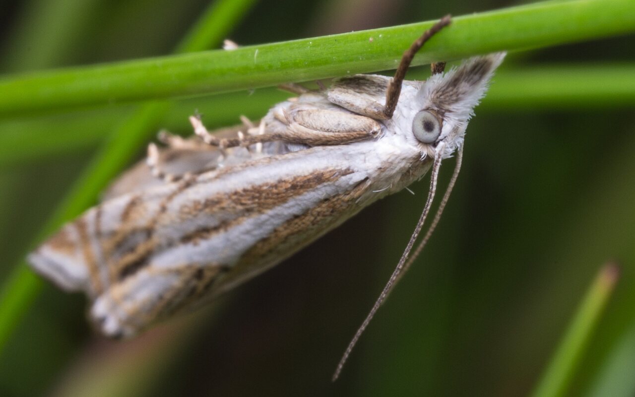 Lepidoptera-1384.jpg