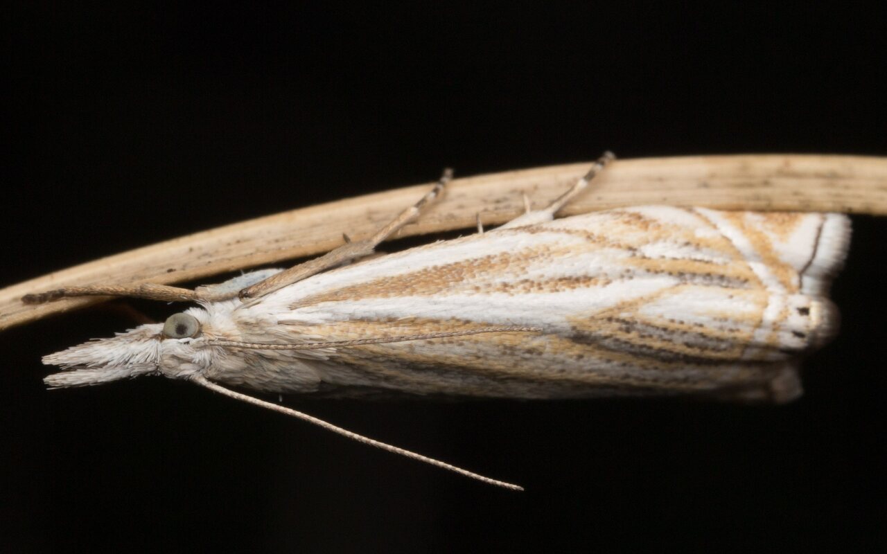 Lepidoptera-1385.jpg