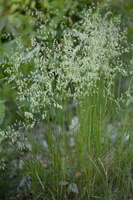 Poaceae · migliniai