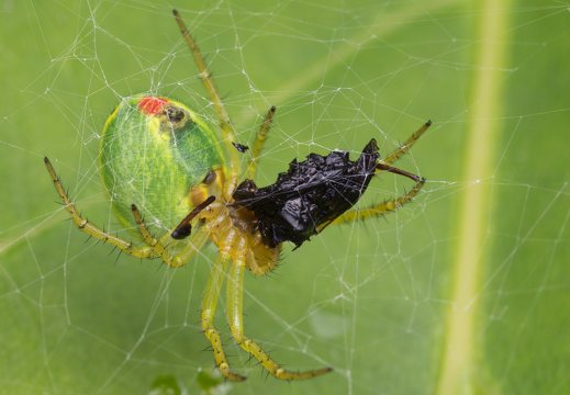 Araniella cucurbitina feeding · raudondėmis voriukas