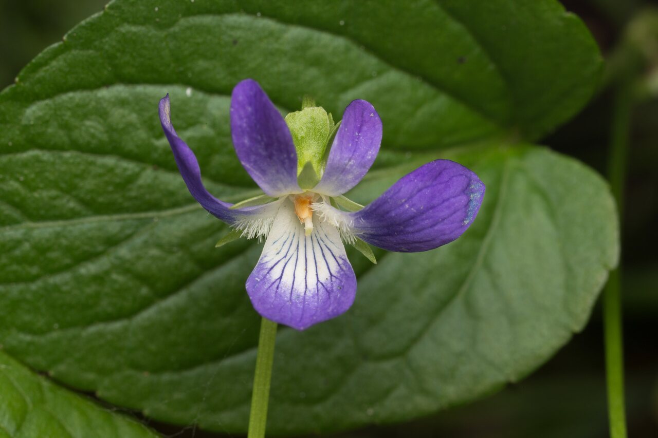 Viola riviniana · Rivino našlaitė