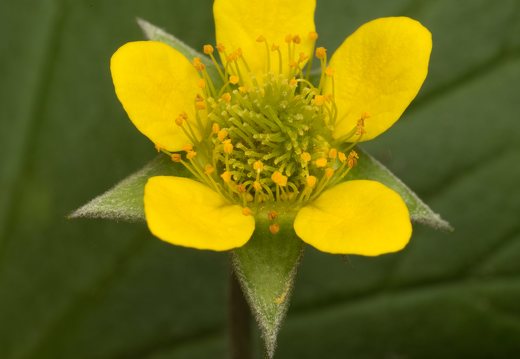 Geum urbanum flower · geltonoji žiognagė, žiedas