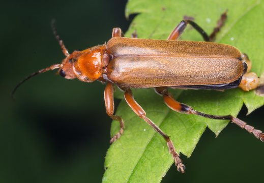 Cantharis livida · juodablauzdis minkštavabalis