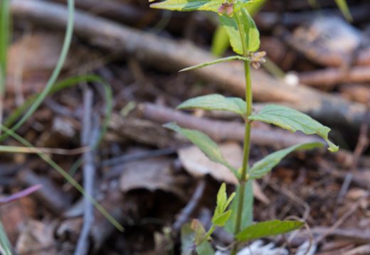 Scutellaria galericulata · pelkinė kalpokė