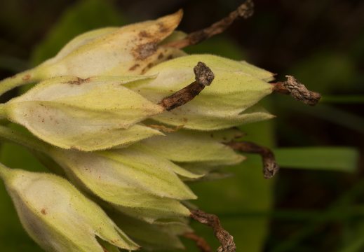 Primula veris · pavasarinė raktažolė