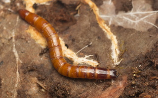 Elateridae larva · spragšio lerva