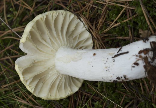 ~ other fungi