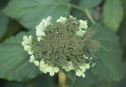 Hydrangeaceae · hortenzija