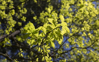 Quercus robur · paprastasis ąžuolas