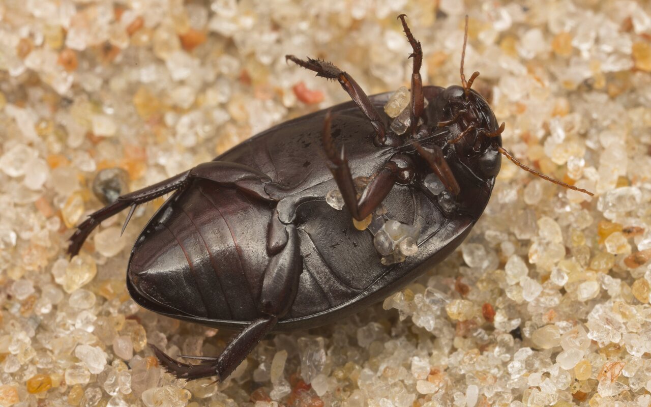 Dytiscidae-2683.jpg