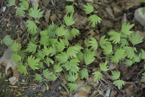 Tilia cordata seedlings · mažalapė liepa, daigai