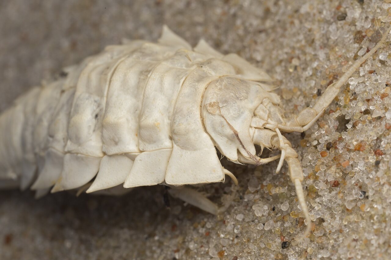 Saduria entomon · jūros tarakonas