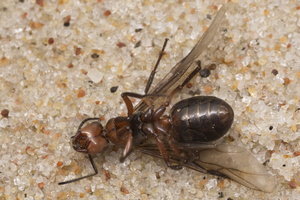 Formica rufa winged queen · rudoji miško skruzdėlė ♀