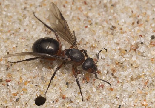 Formica rufa winged queen · rudoji miško skruzdėlė ♀