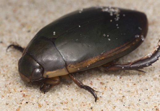 Dytiscidae · dusios
