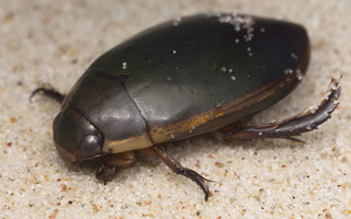 Dytiscidae · dusios
