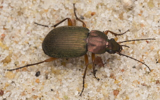 Chlaeniellus nigricornis · juodaūsis žalsvažygis