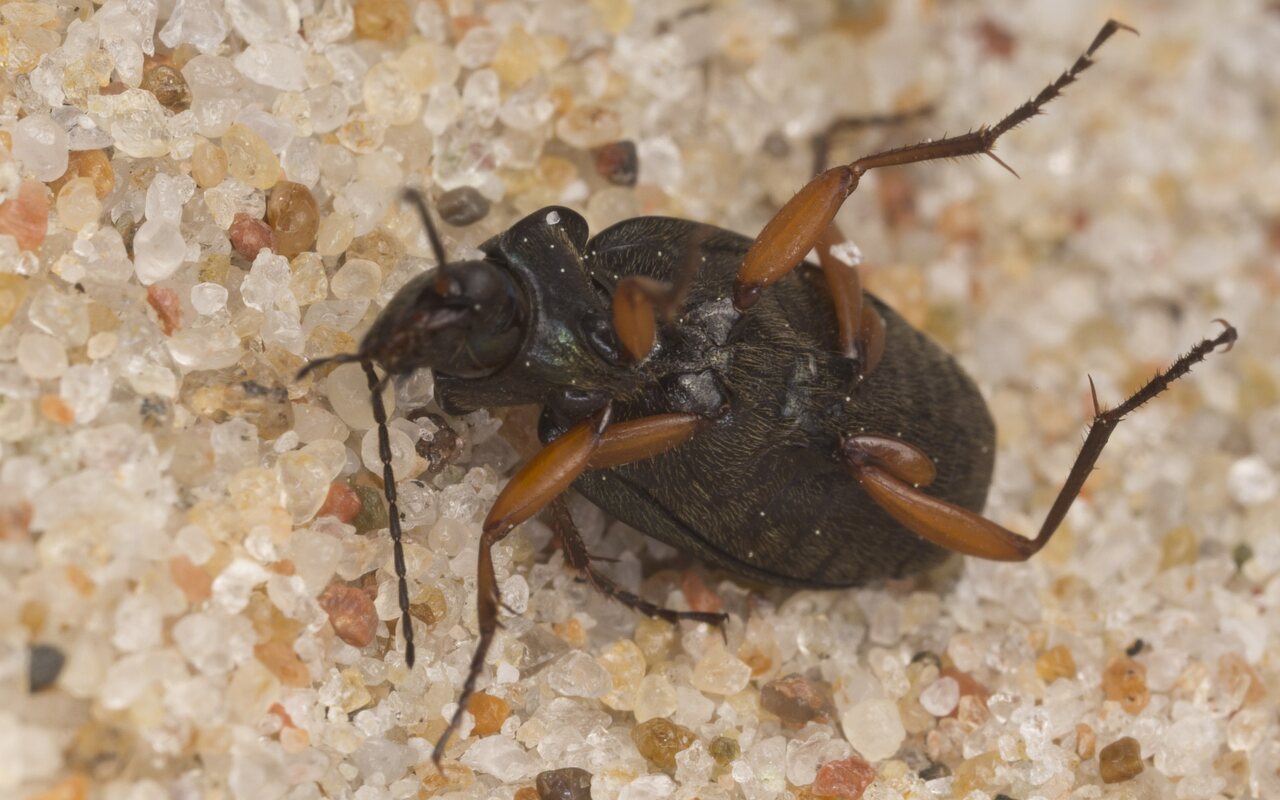 Chlaenius nigricornis · juodaūsis žalsvažygis