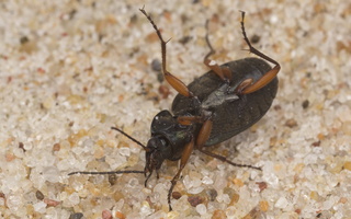 Chlaenius nigricornis · juodaūsis žalsvažygis