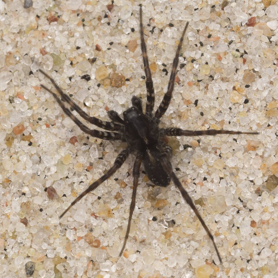 Araneae-2896.jpg