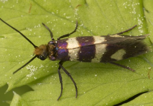 Micropterigidae · dantytosios kandys