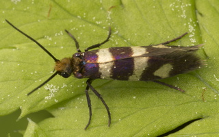 Micropterigidae · dantytosios kandys