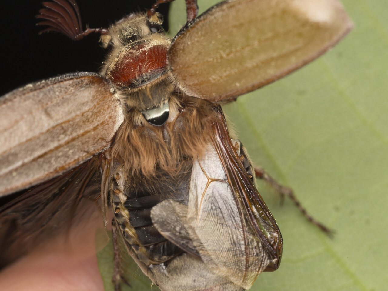 Melolontha melolontha male, wings · paprastasis grambuolys ♂