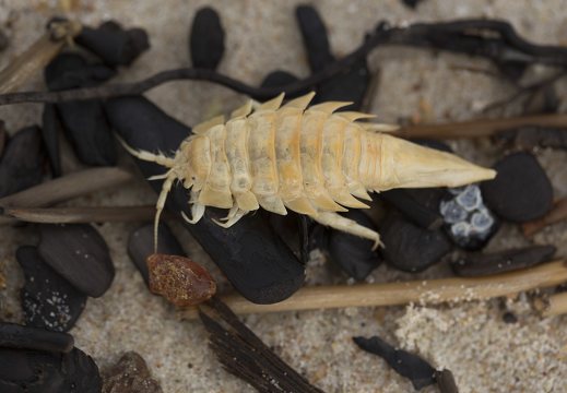 Saduria entomon · jūros tarakonas