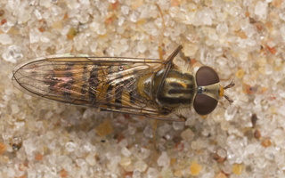 Episyrphus balteatus female · žiedmusė ♀
