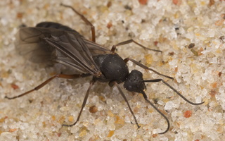 Formica male rufa · rudoji miško skruzdėlė ♂