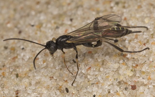 Ichneumonidae · vytis