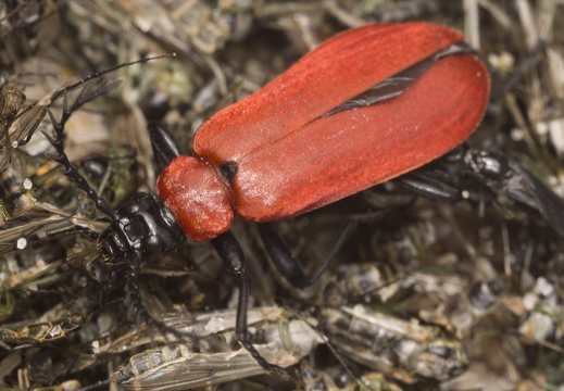 Pyrochroidae · raudonvabaliai