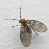 Psychodidae · kandinis uodelis
