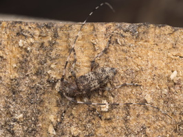 Acanthocinus griseus male · mažasis pušiagraužis ♂ 