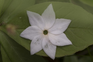 Lysimachia europaea, petals · miškinė septynikė, nukritę žiedlapiai