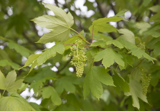 Acer pseudoplatanus · platanalapis klevas
