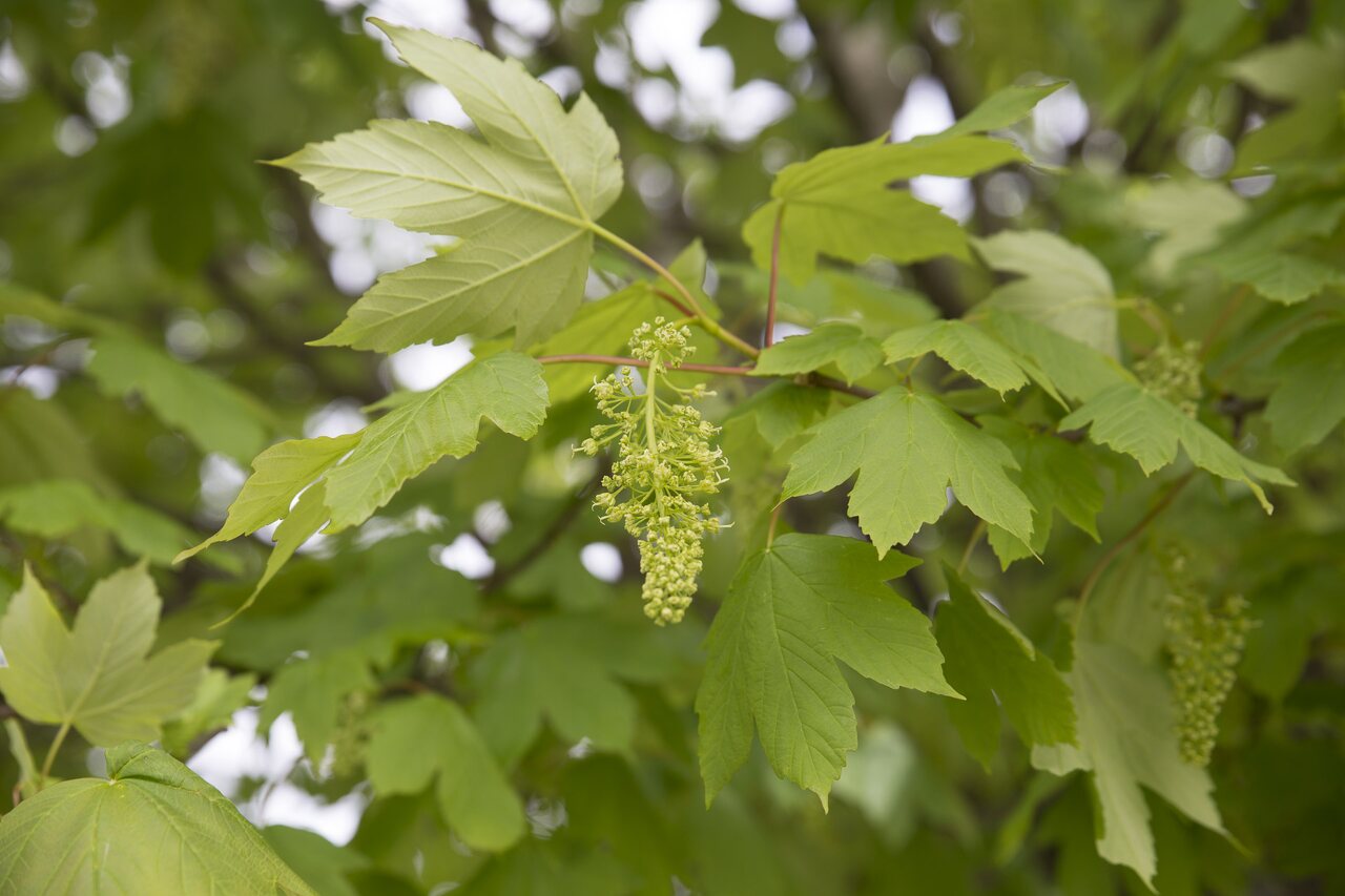 Acer pseudoplatanus flowering · platanalapis klevas žydi