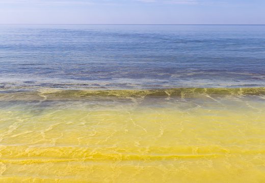 Juodkrantė · geltona jūra, pušų žiedadulkės
