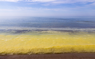 Juodkrantė · geltona jūra, pušų žiedadulkės