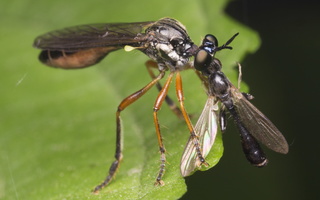 Dioctria hyalipennis female · plėšriamusė ♀