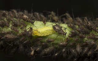 Syrphidae larva feeding on aphids