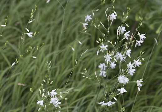 Anthericum ramosum · šakotasis šiaudenis