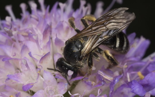 Apidae · bitės