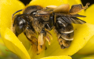 Macropis sp. · bitė