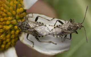 Stictopleurus punctatonervosus mating · ryškiapilvė kampuotblakė poruojasi