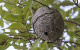 Wasp nest · vapsvų lizdas