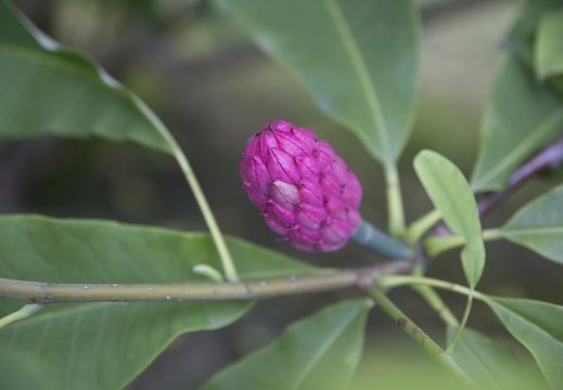 Magnolia tripetala fruit · skėtinė magnolija, vaisius