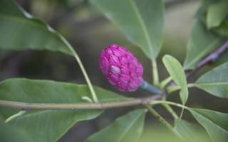Magnolia tripetala fruit · skėtinė magnolija, vaisius
