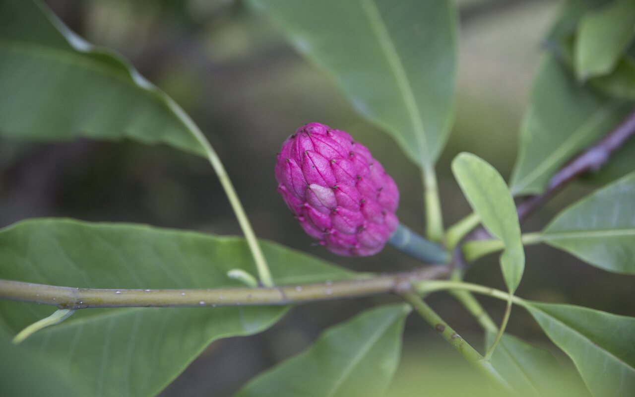 Magnolia-tripetala-4174.jpg