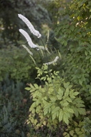 Actaea racemosa · kekinė juodžolė